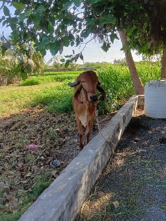 હોળકી વેચવાની છે