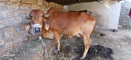 ગાય વેચવાની સે