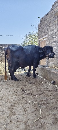 ભેંશ વેચવાની છે
