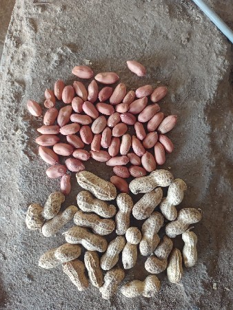 મગફળી બિયારણ 
‌‌‍‍૩૯  નંબર