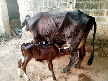 ગાયવેચવાનીસે