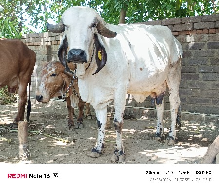 ગીર ઓલાદ ની લીલડી ગાય