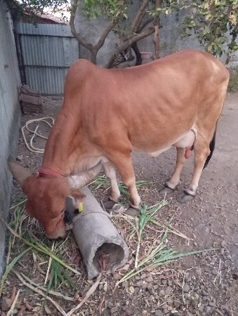 ત્રીજું વેધર ગાય વેચવાની