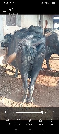 ભેંસ વેચવાની છે
