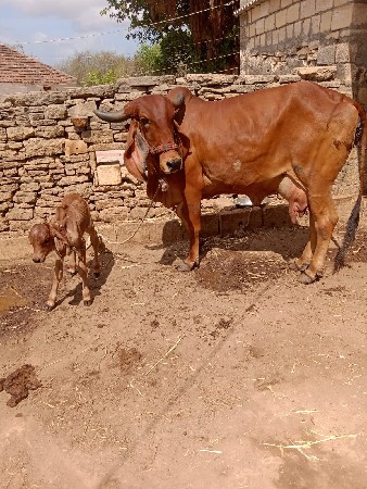 ગીર ગાય