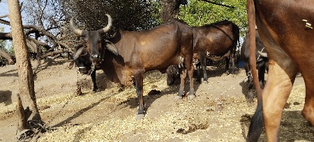 ગાય વેચવાનીછે ક્રોસ ગાય વેચવાની છે