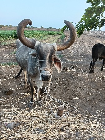 બળદ વેચવાનો છે