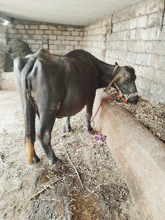 10 મો મહિનો હાલે