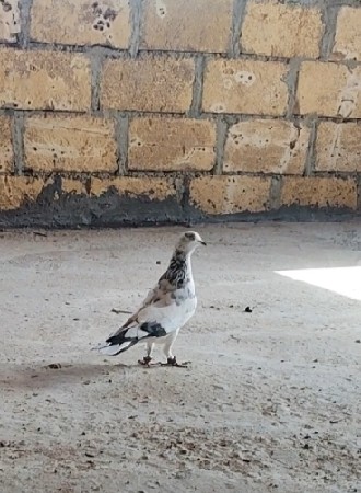 નર