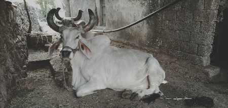 વેચવાનો‌ છે