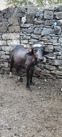 ૨પાડી ૨ પાડા વેચવાના છે