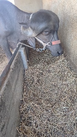 ખડેલી.