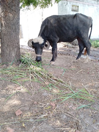 ખડેલી વેચવાનું છે