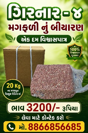 ગીરનાર -૪ મગફળી નું બીયારણ