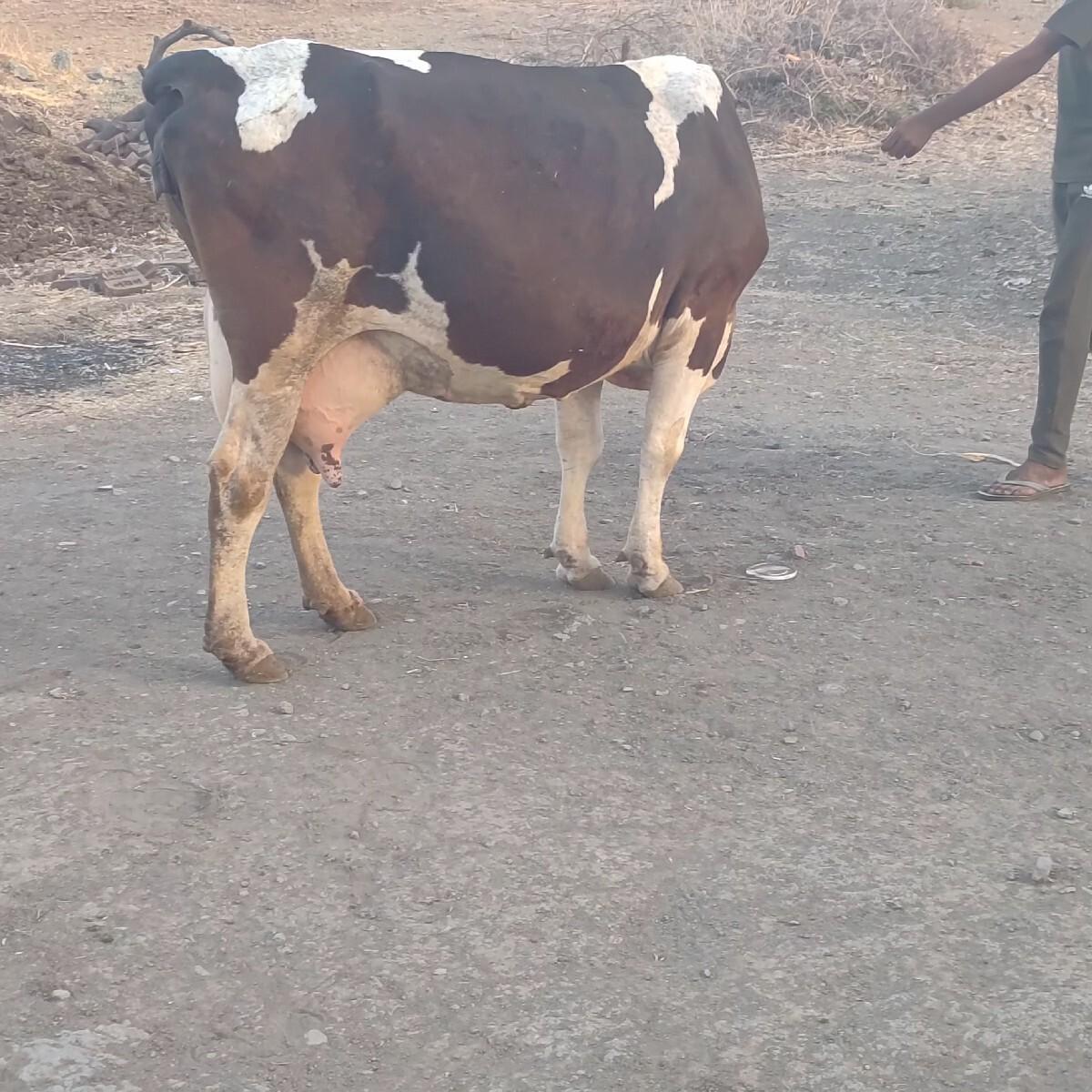 ગાય