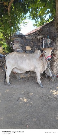 ગાય વેચવાની છે