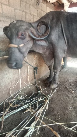 બીજા વેતન નીકળેલી છે