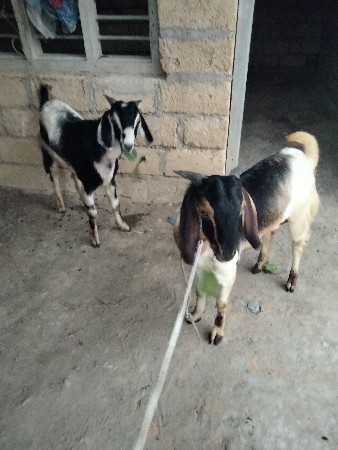 બકરા વેચવાના છે