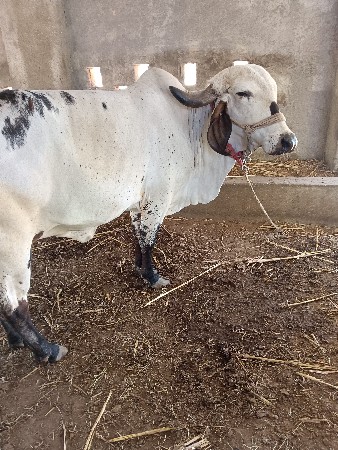 ગીર નીલદી ગાય વેસાવાં ની સે