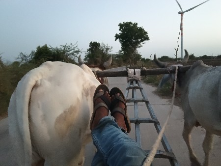 ગોઢલા વેચવાના છે
