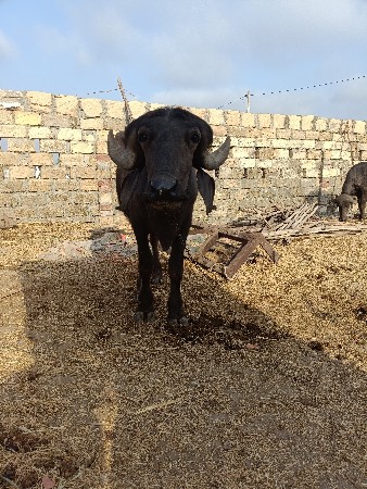 ખડેલીબૈદાતે