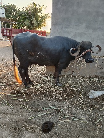 ભેસવેચવાનીછે