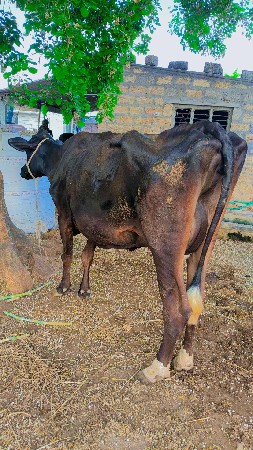 બે ક્રોસ ગાયો દેવાની સે.