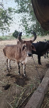 બળદ વેચવાનો છે
