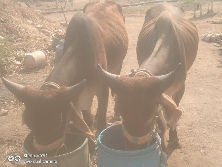 બળદ વેચવાના છે