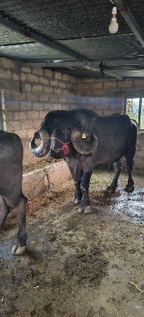 પાડો
