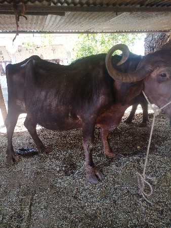 પારેઠ ભેંશ વેચવાની છે