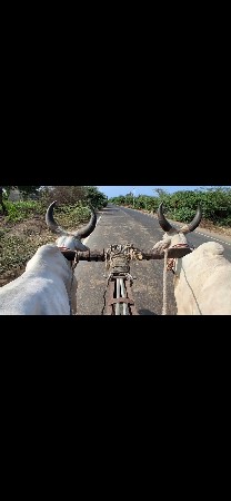 બળદ દેવાના છે