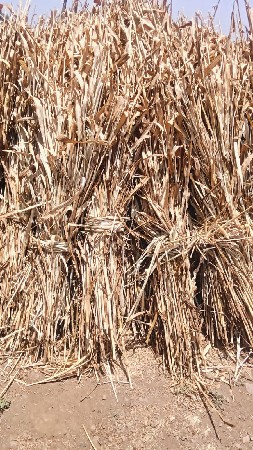 બાજરાનીસારવેસવાનીછે