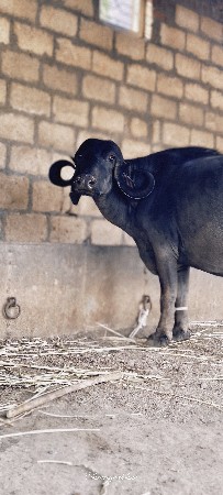 બે ભેંશ વેશ ની છે સાટા પણ કરસુ