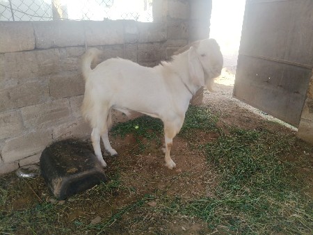 બકરો વેચવાનો છે