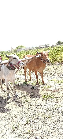 ગોધલા વેચવા ના છે પેલી ધરના છે