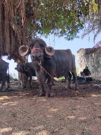 આ ભેંસ વેચવાનીછે