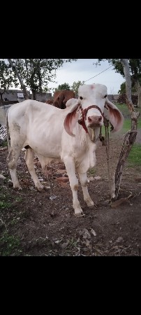 ફુલ વાઈટ કપિલા વાછડો કે નંદી લેવાનો