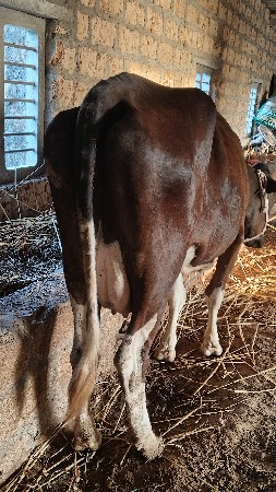 6 લીટર દૂધ હજાર માં સે