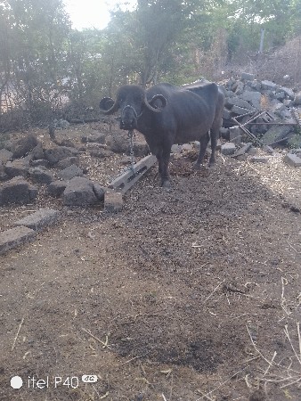 ૩ વેતર ૨૦ ૨૫ દિવસ ની કાચી