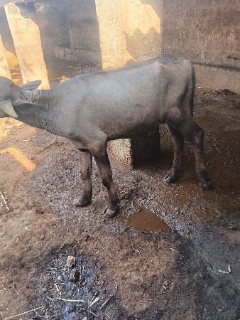 પાડોવેછવાનોછે