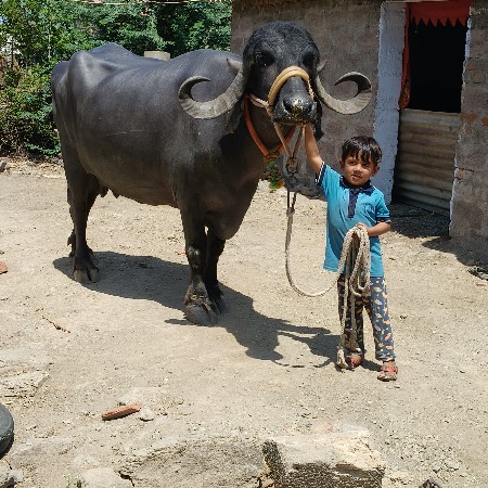 ભેંસ વેચવાની છે