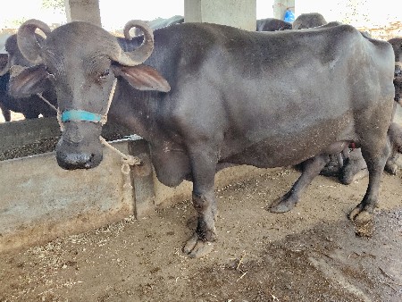 8લીટર દુઘ સે