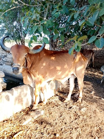 બળદ વેચવાના છે