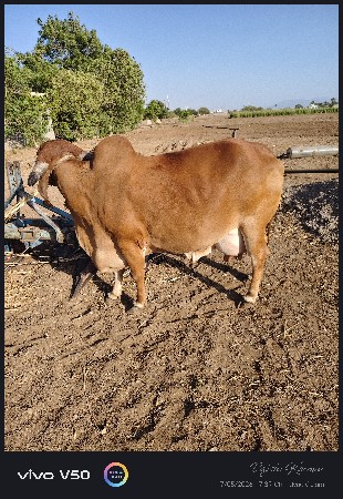 ગાય વેચવાની છે