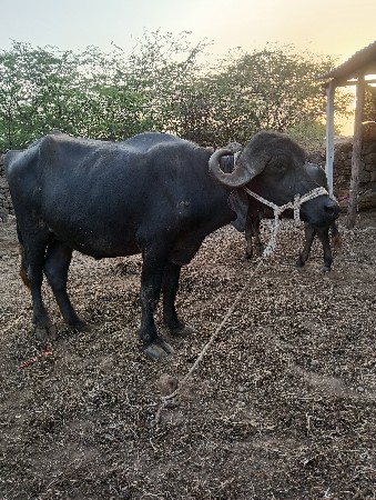 જાફરાબાદી ખડેલી દેવા ની છે