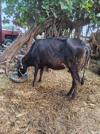 જર્સી ગાય વેચવાની છે