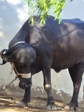 ખડી વેચવાની છે