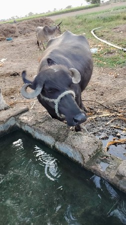 પડેલું વેચવાનું છે