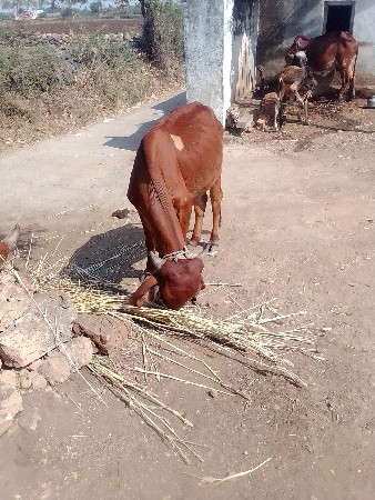 વાછડો વેચવાનો છે